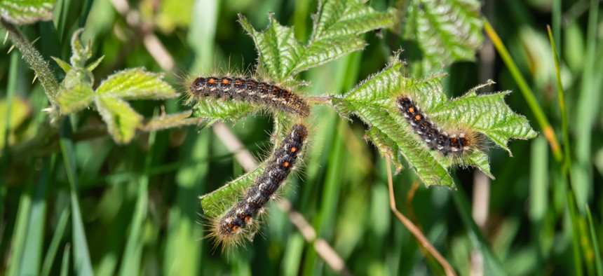 Brown tail moth caterpillars.