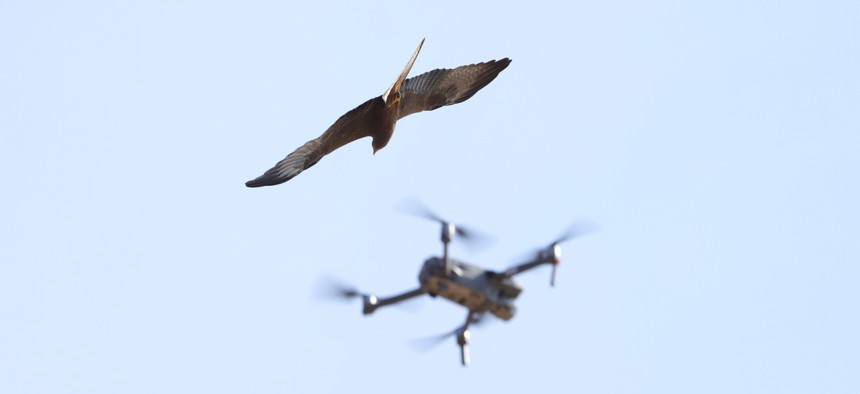 Alert our place State Officials to Drone Operators: Please Stop Harassing the Animals -  Route Fifty