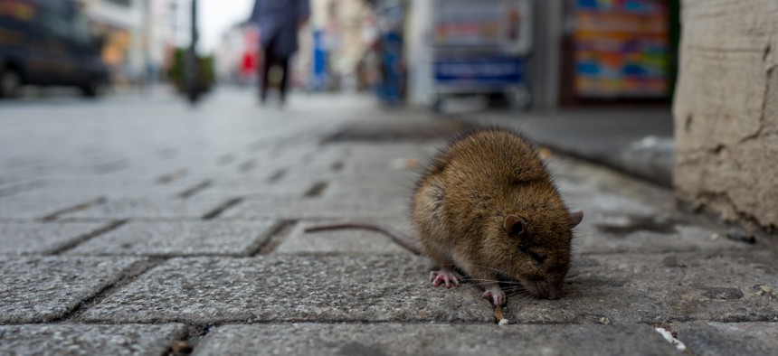 Internet-connected “smart” traps help cities combat rats