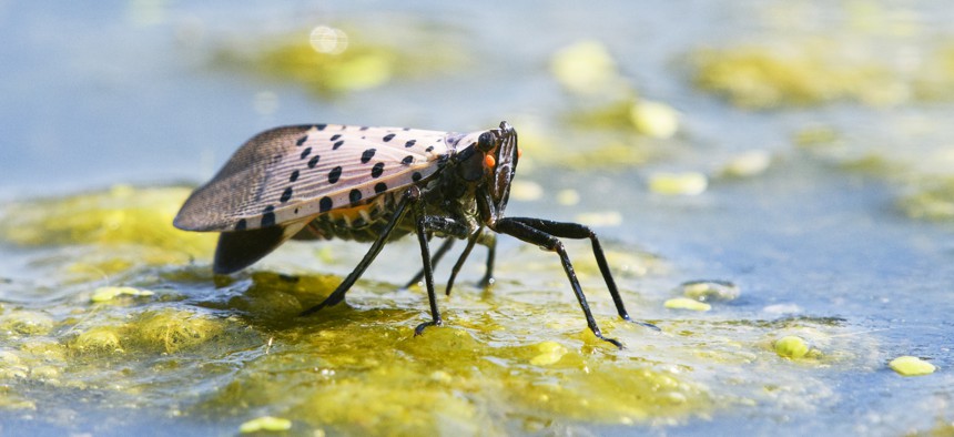 Spotted Lanternfly bug with vibrant red wings feeding on pond water in Chester County, Pennsylvania.