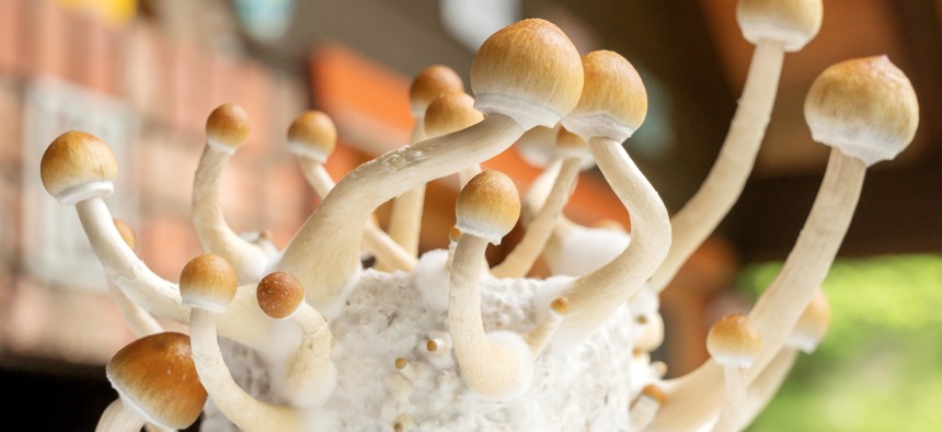 Psilocybin mushrooms, commonly known as magic mushrooms.