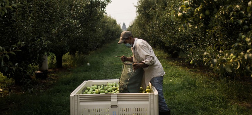 An orchard worker unloads a bag of pears in Hood River, Oregon on August 13, 2021.
