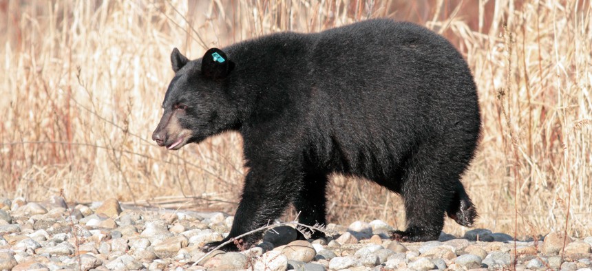 North American Black Bear that had been tagged and relocated by New Hampshire Fish and game because of being a nuisance in a town 40 miles away.