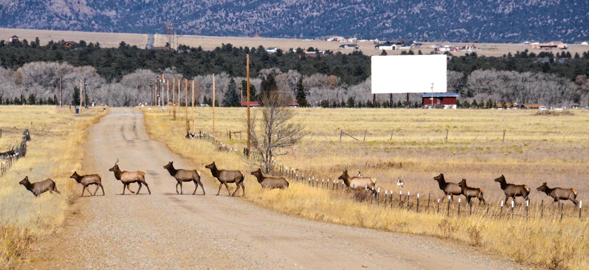 How to Conserve Wildlife Migrations in the American West