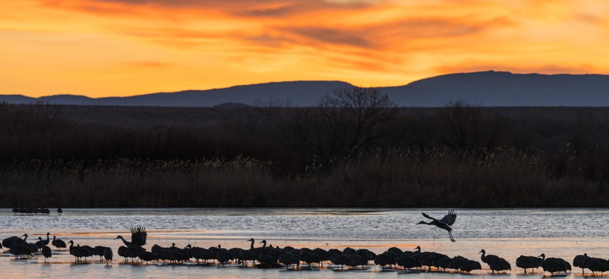 Birds in thee Bosque Del Apache Wildlife Refuge near San Antonio, N.M. A growing number of states are considering constitutional amendments that ensure the right to a clean environment.