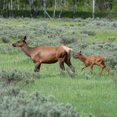 Wildlife management migrates to the cloud - Route Fifty