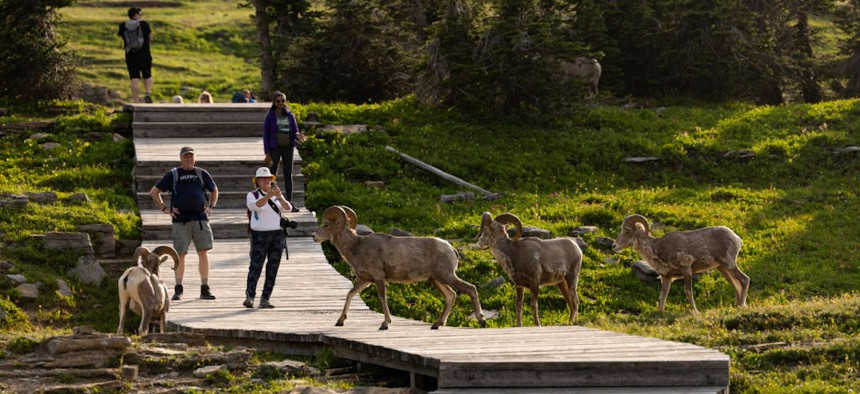 Tourists photograph Bighorn Sheep walking across the Hidden Lake Trail at Glacier National Park in Montana on July 5, 2023.