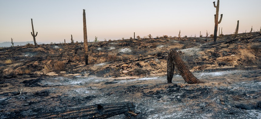 The Bullet Fire in Tonto National Forest in June leaves the earth scorched with downed saguaros and burned brush. Wildfires caused by climate change put saguaro cacti at risk, especially when they are surrounded by flammable invasive grasses.