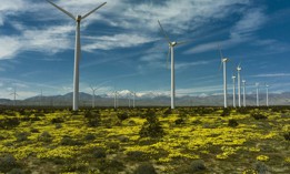 Spring yellow flowers grow beneath swirling Wind Mills outside of Palm Springs, California.