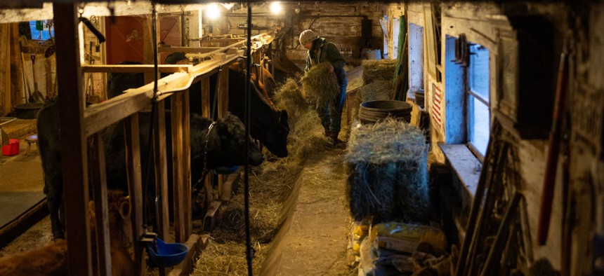 Dairy farmers at a family run farm bring the cows in for their daily milking and feeding in the rural White Mountain village of Chatham, New Hampshire, on Dec. 16, 2023. 