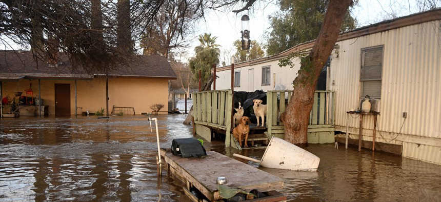 Stranded dogs await rescue at a flooded home in Merced, California, on January 10, 2023.