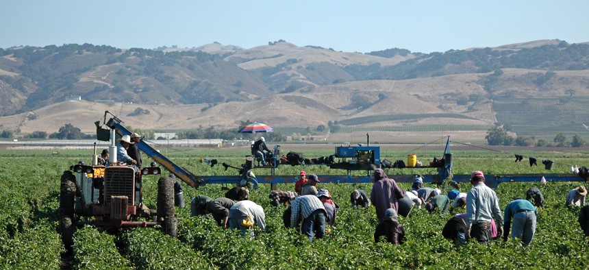 Farm workers harvesting yellow bell peppers near Gilroy, California. 