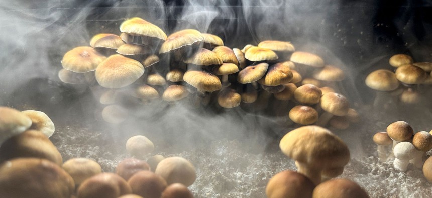 Psilocybin "Golden Teacher" mushrooms grow in a humidified monotub in the basement of a private home in Fairfield County, Connecticut. 