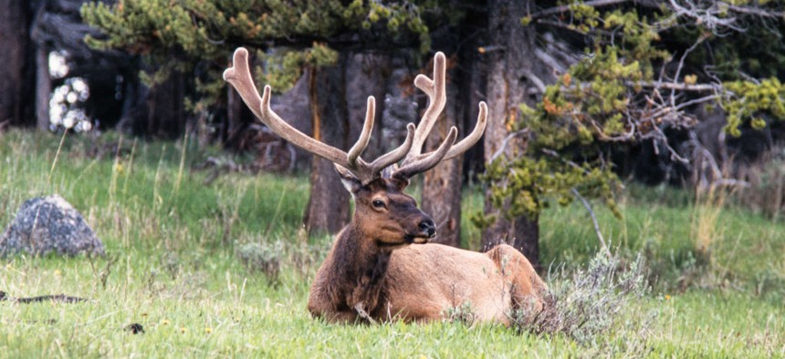 A bull elk resting in Yellowstone National Park in Wyoming.