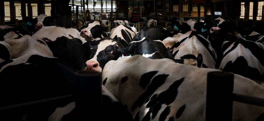 Cows queuing for their midway milking at United Dreams Dairy, in North Freedom, Wisconsin on May 8, 2024. (