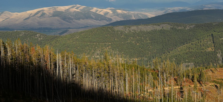 Lodgepole pine stand at the edge of a logged area along the Reservation Divide in 2019 on the Flathead Indian Reservation