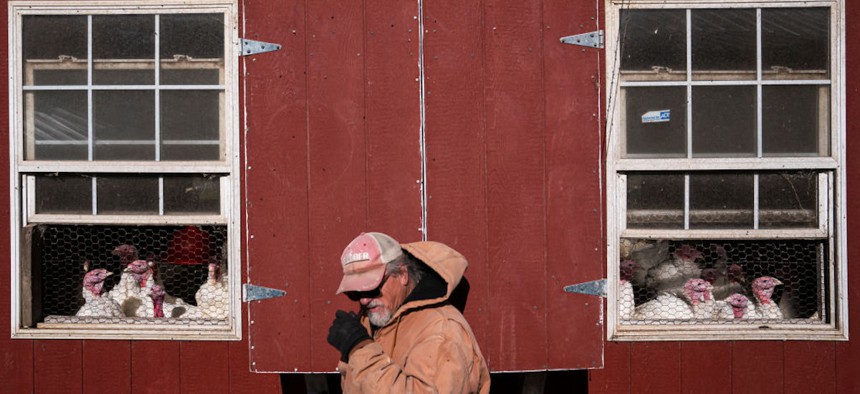 Bill Powers checks on his flock of white turkeys, which have been kept under shelter all year to prevent exposure to avian influenza, at his family's farm in Townsend, Delaware. 