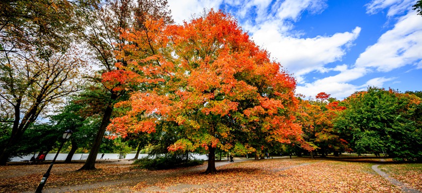 Trees are seen as the foliage changes at Prospect Park in Brooklyn on Oct. 14, 2024, in New York City.