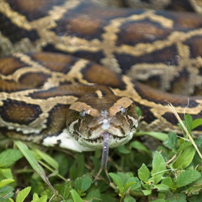 Fifty Feet Python Florida enlists robot bunnies to manage invasive pythons - Route Fifty