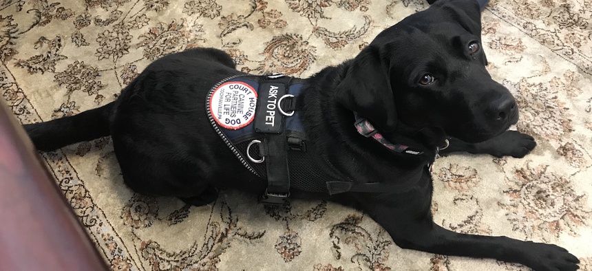 Ramona, a 2-year-old black Labrador retriever, works with victims and witnesses at the Lehigh County Courthouse in Pennsylvania.