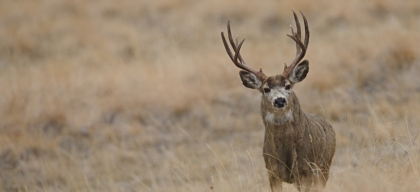 The state uses helicopters to transport and monitor populations of several animals, including mule deer, bighorn sheep and antelopes.