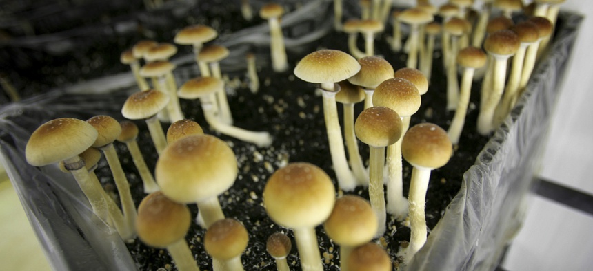 Many of the places considering mushroom initiatives were also the forerunners in the marijuana decriminalization and legalization movement.