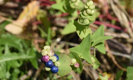 The plant has light green triangular leaves, and both the stems and leaf blades have recurved barbs that help it climb over—and smother—other vegetation.