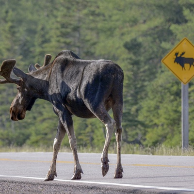 Roadkill Moose Fed Alaska Families for Years. Then Came COVID-19 ...